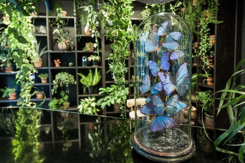 Latroupe Jardin Secret Bruselas